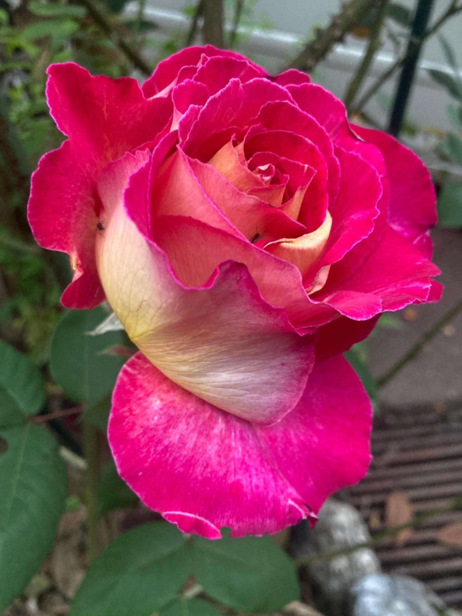 Maison Des Roses Уллен Экстерьер фото
